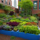 Exploring Varied Types of Urban Gardening in the USA