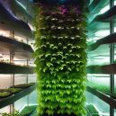 Exploring Vertical Hydroponic Gardening Systems – A Must Try!