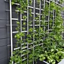 Maximize Space with Vertical Trellis Gardening