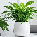 Grow with Ease: STSTECH Self-Watering Planters