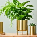 Keep Plants Happy with The Sill Brass Mister!
