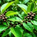 Allspice: The Versatile Caribbean Spice Sensation