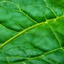Bay Leaf: Aromatic Herb for Flavorful Cooking