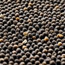 Spice Up Your Dishes with Black Pepper