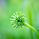 Celery Seed: Nature’s Tiny Powerhouse