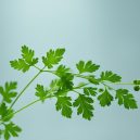 Chervil: The Delicate Herb for Gourmet Cooking