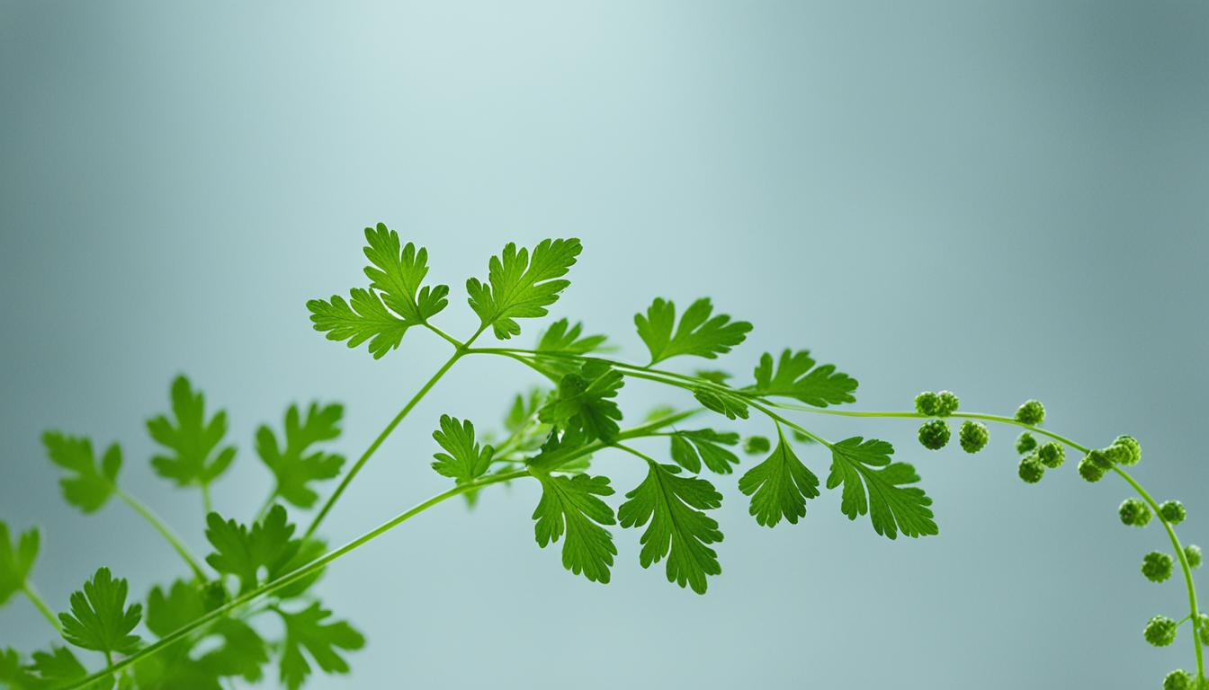 Chervil
