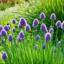 Chives: Flavorful Herb for Your Kitchen Garden