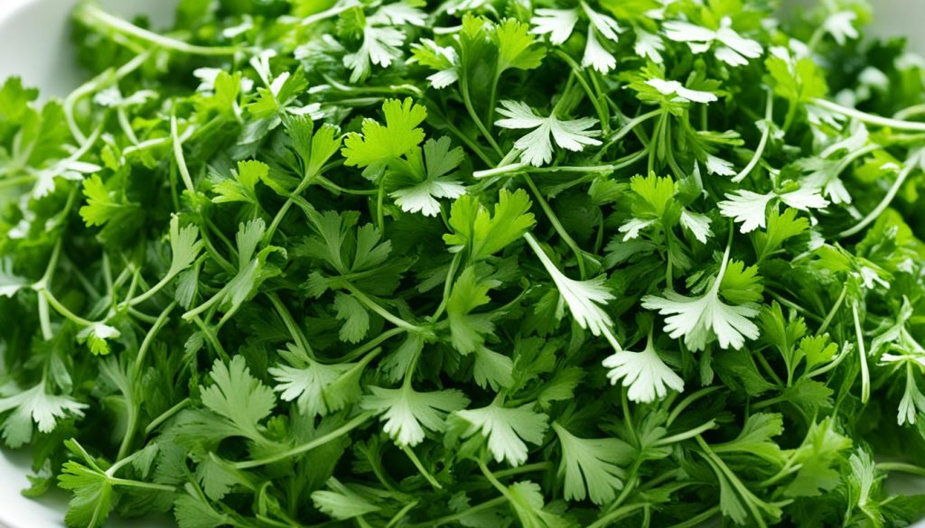 Cilantro