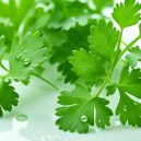 Cilantro: The Versatile Herb for Fresh Flavors