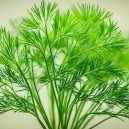 Dill: Herb Essentials for Flavorful Cooking