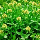 Fenugreek: Health Benefits and Culinary Uses