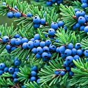 Discover the Magic of Juniper Berry: Nature’s Gem