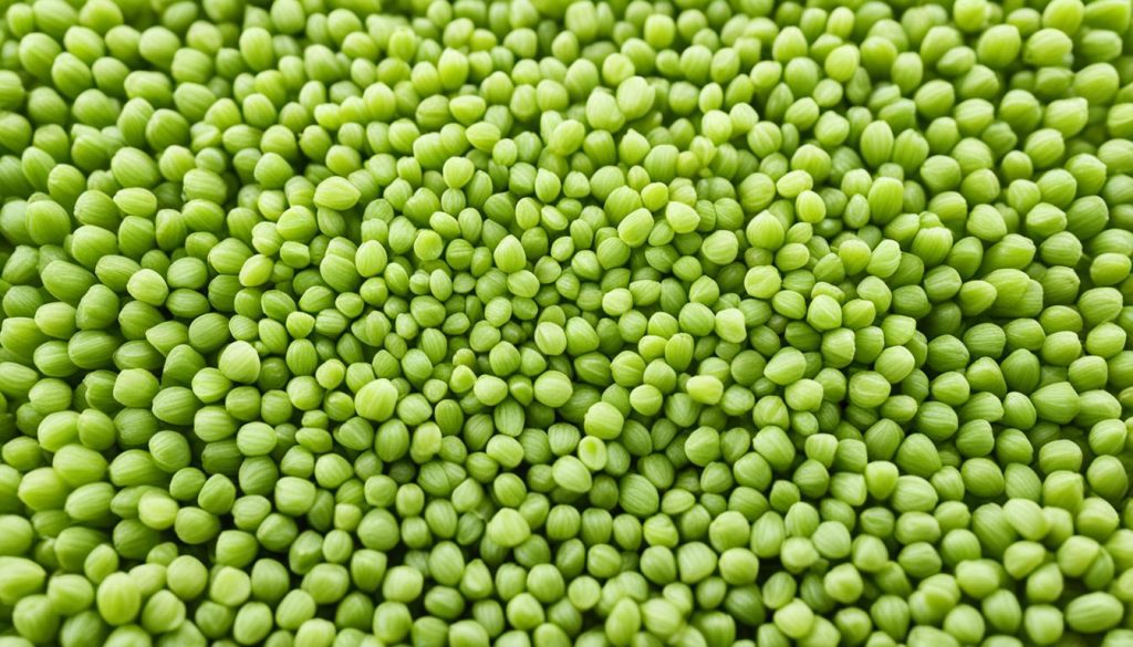 celery seed