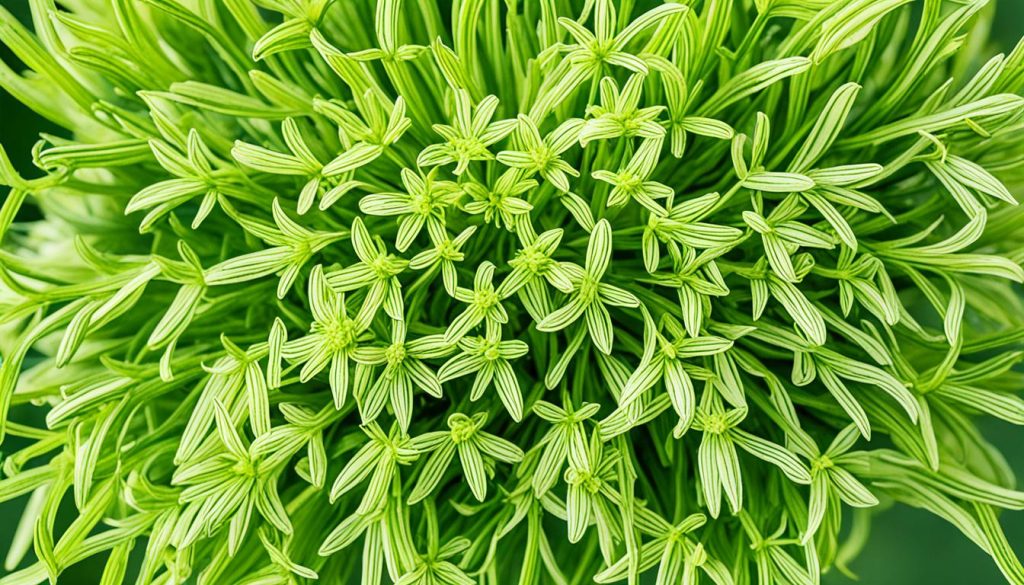 flavor profile of fennel