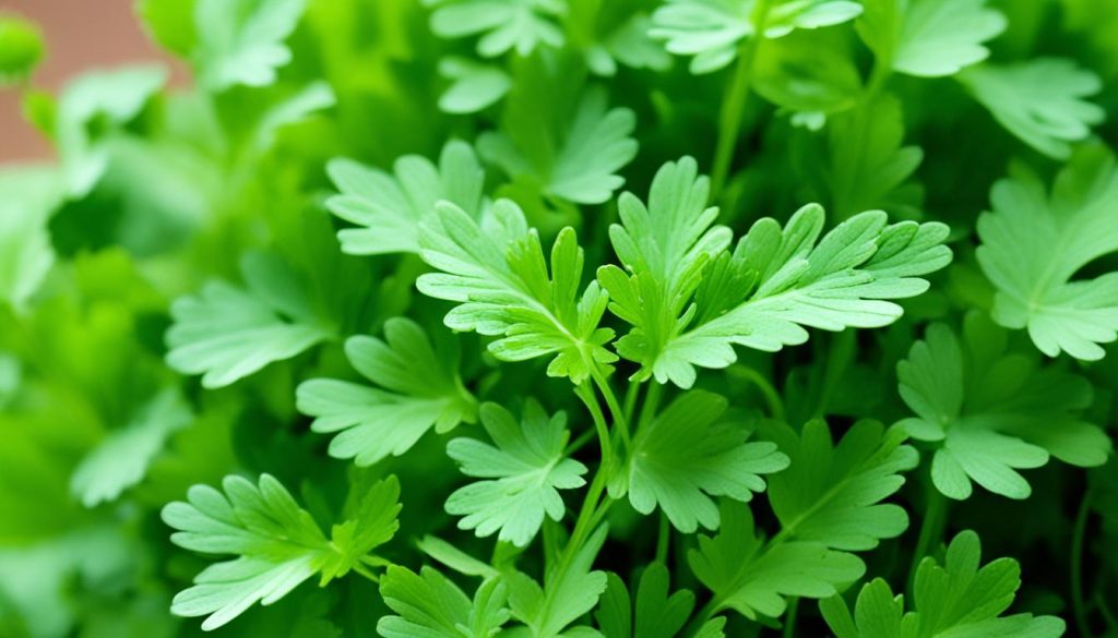 fresh cilantro