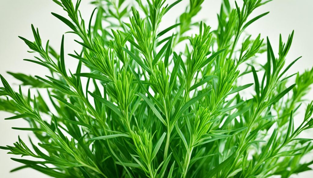 Tarragon