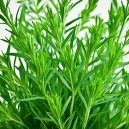 Discover Tarragon: The Herb That Elevates Your Cooking