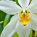 Discover the Sweet World of Vanilla