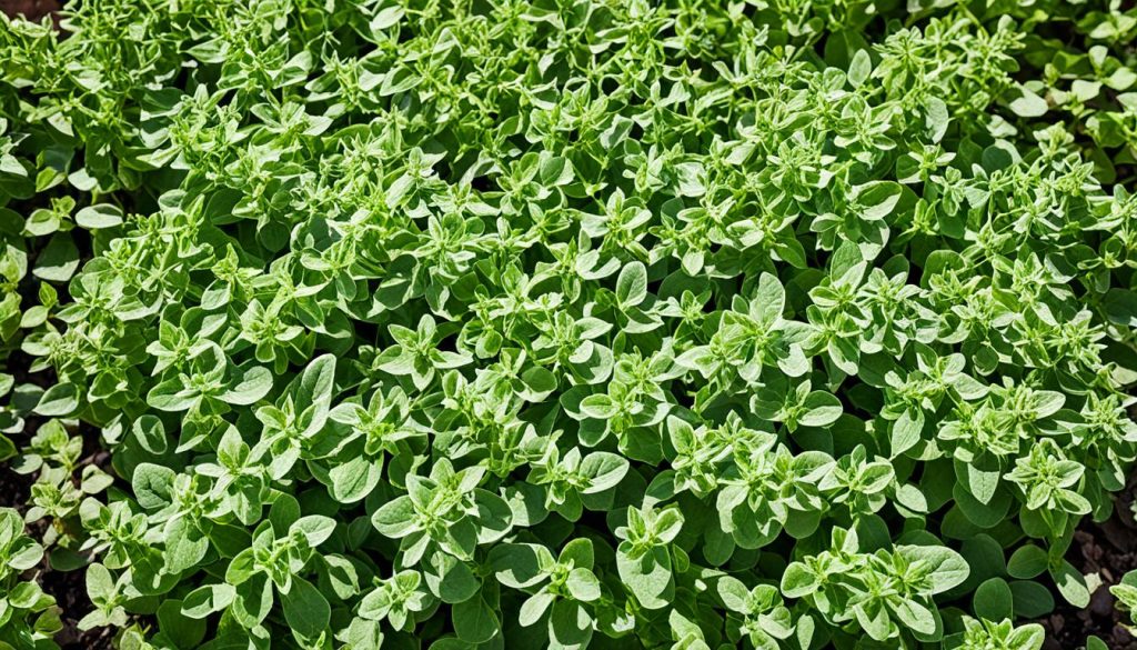 types of oregano