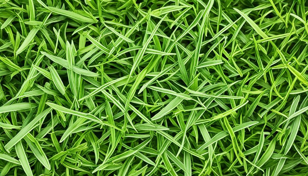 varieties of tarragon