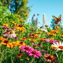 Discover the Benefits of Pollinator Gardens