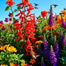 Attract Hummingbirds with These Vibrant Plants