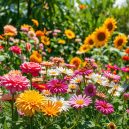 My Top Tips for Vibrant Flower Gardening