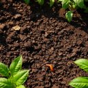 I Found the Best Soil for My Vegetable Garden – Here’s How