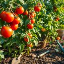 Grow Mouth-Watering Tomatoes at Home: My Step-by-Step Guide