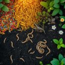 Transform Your Soil: I’ll Show You How to Improve It