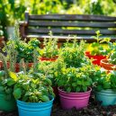 How to Start a Herb Garden: A Beginner’s Guide