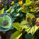 My Guide to Identifying Plant Diseases