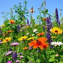 My Guide to Growing Native Plants for a Sustainable Garden