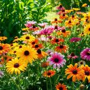 Perennial Flowers for Full Sun: My Successful Gardening Tips