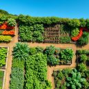 Crafting a Thriving Vegetable Garden: My Favorite Layout Strategies